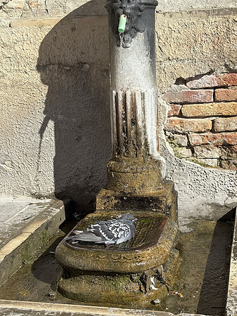 venicemarano36