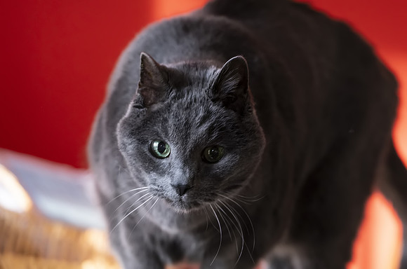 Bo04